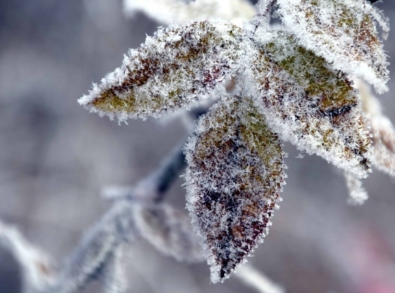 зимни, природата, листа, измръзване, дърво, клон, сняг