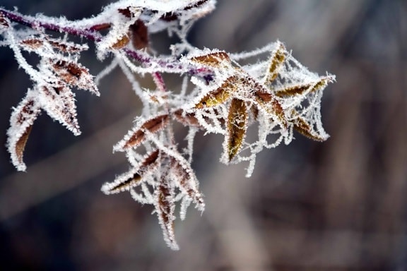 winter, nature, frost, tree, leaf