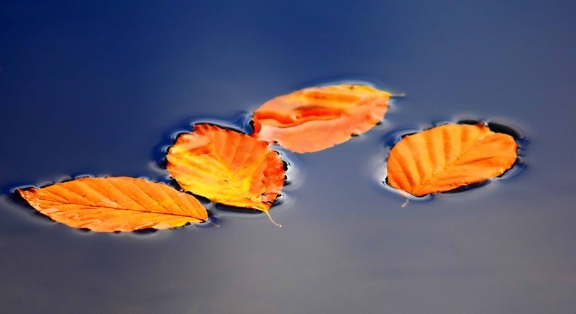 surface, leaf, water, outdoor, nature, autumn, reflection