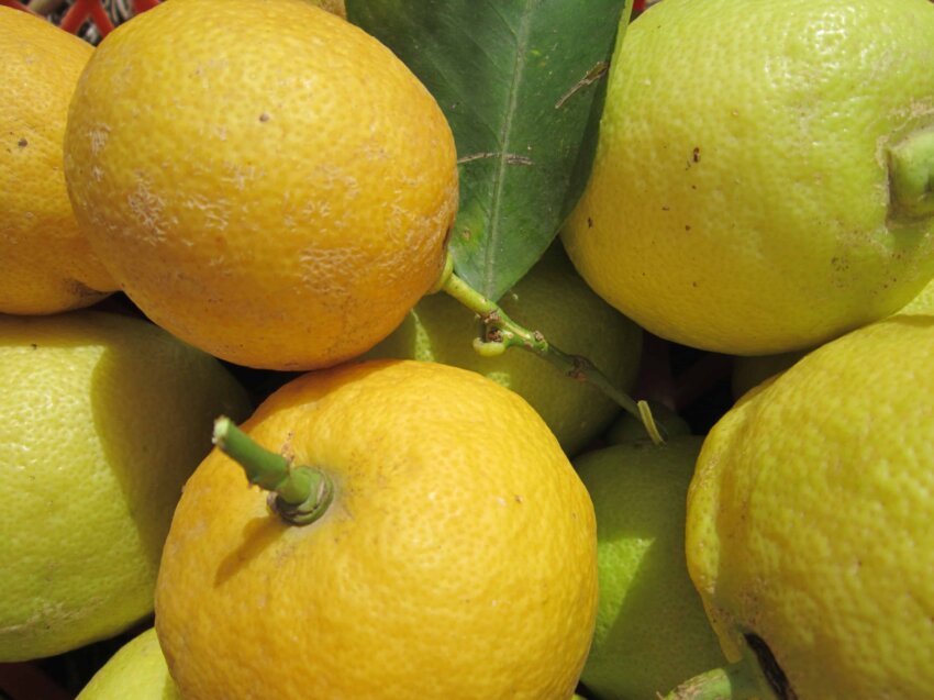 Kostenlose Bild: gelb, Makro, Saft, Obst, grünes Blatt, Zitrone ...