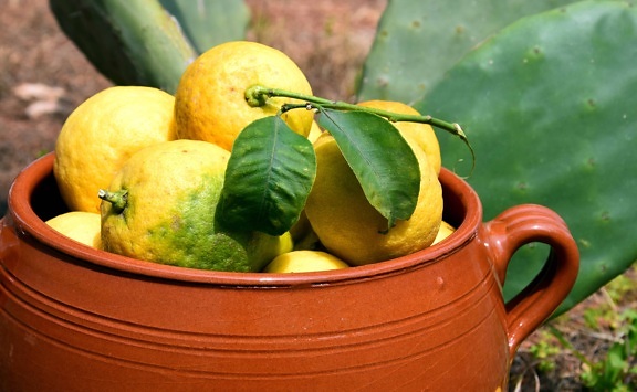 Еда, лист, лимон, керамики, цитрусовых, фрукты, витамин, диета, завод
