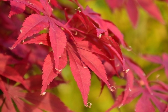 ใบไม้สีแดง ธรรมชาติ พืช ฤดูใบไม้ร่วง พืช ต้นไม้ ใบไม้