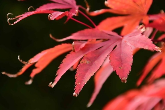 red leaf, nature, flora, herb, plant, macro, autumn, foliage