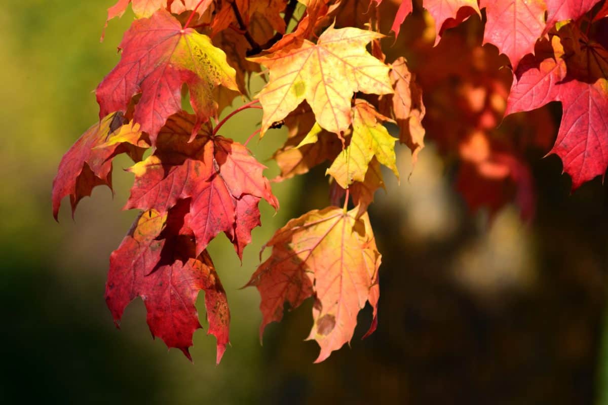 red leaf, flora, nature, autumn, foliage, plant, tree, forest