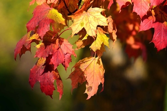 червоний аркуш, флора, природи, осінь, листя, завод, дерево, ліс