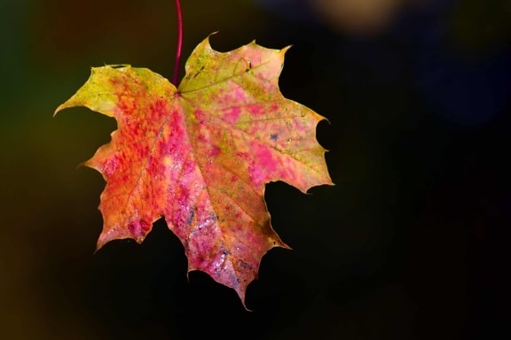 alam, musim gugur daun, dedaunan, tanaman, musim gugur, pohon, makro