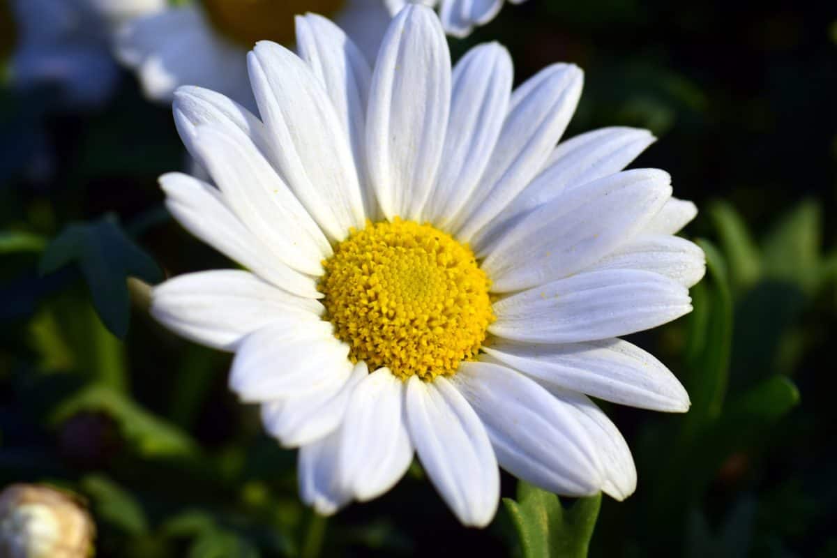 ฟลอร่า ศาลา ฤดูร้อน ธรรมชาติ ใบ ดอกไม้สีขาว สวน ดอก พืช