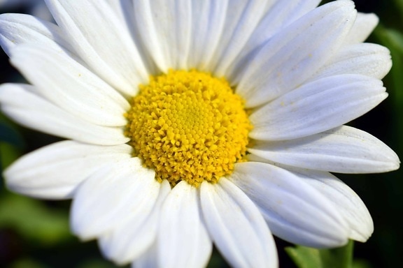 Free picture: white flower, macro, daylight, outdoor, daisy, flora ...