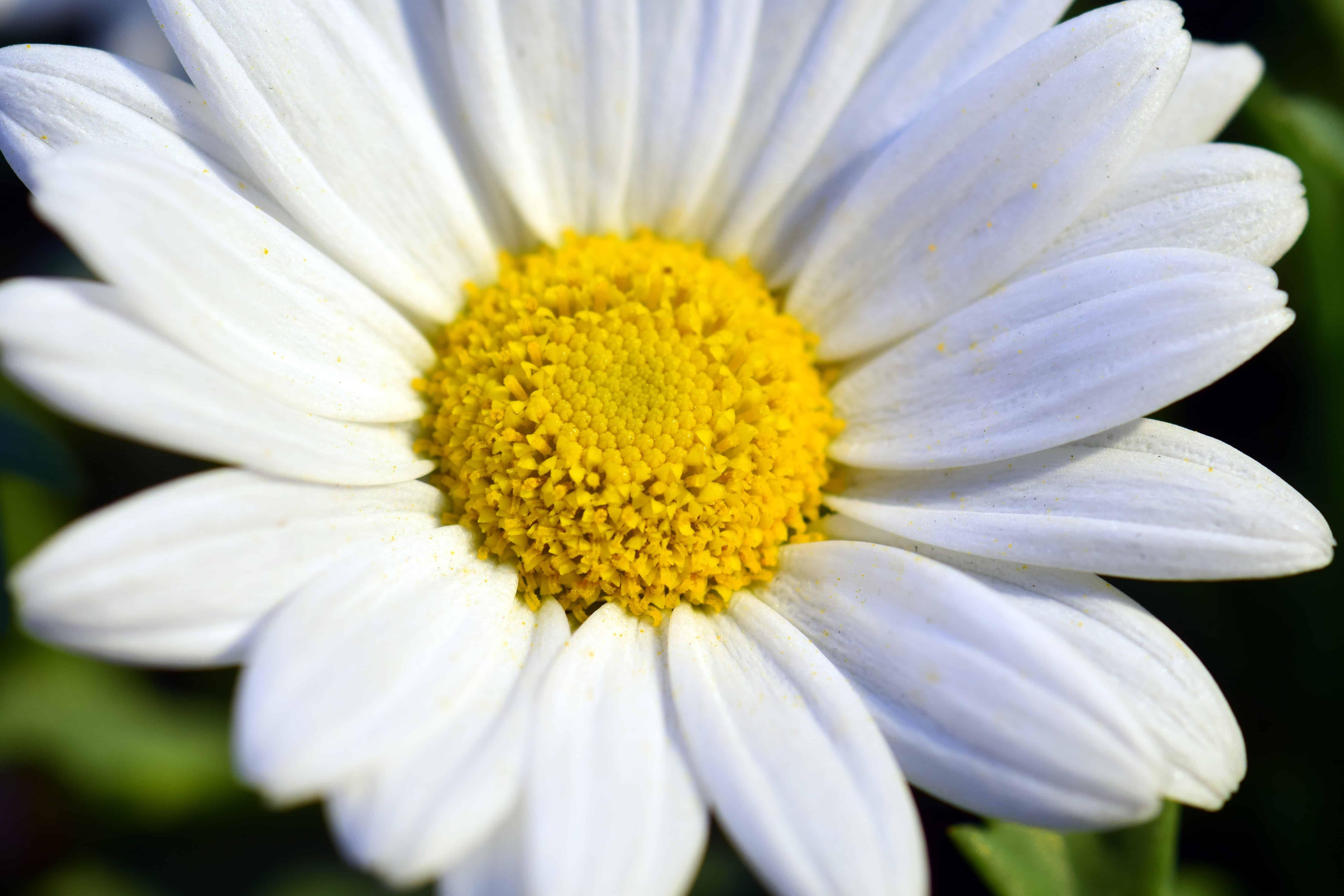 Descubra 100 kuva fleur jaune petale blanche - Thptnganamst.edu.vn