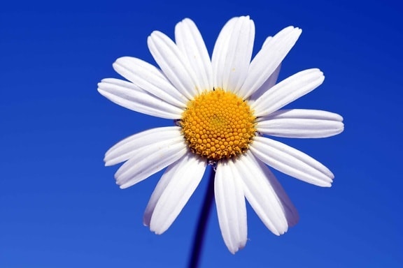 μπλε του ουρανού, φύση, λευκό λουλούδι, φυτοκομία, φυτό, άνθος, πέταλο, Κήπος