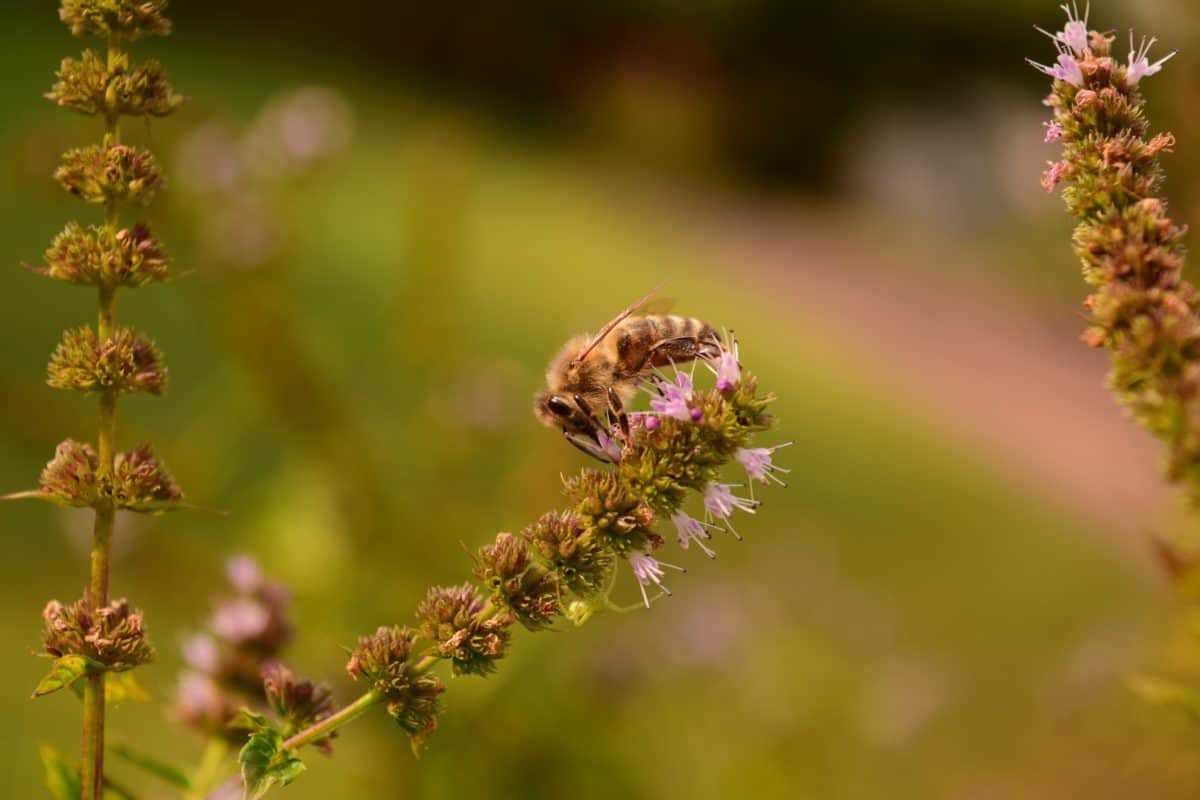 nature, honeybee, summer, grass, leaf, flower, bee, insect, herb, plant