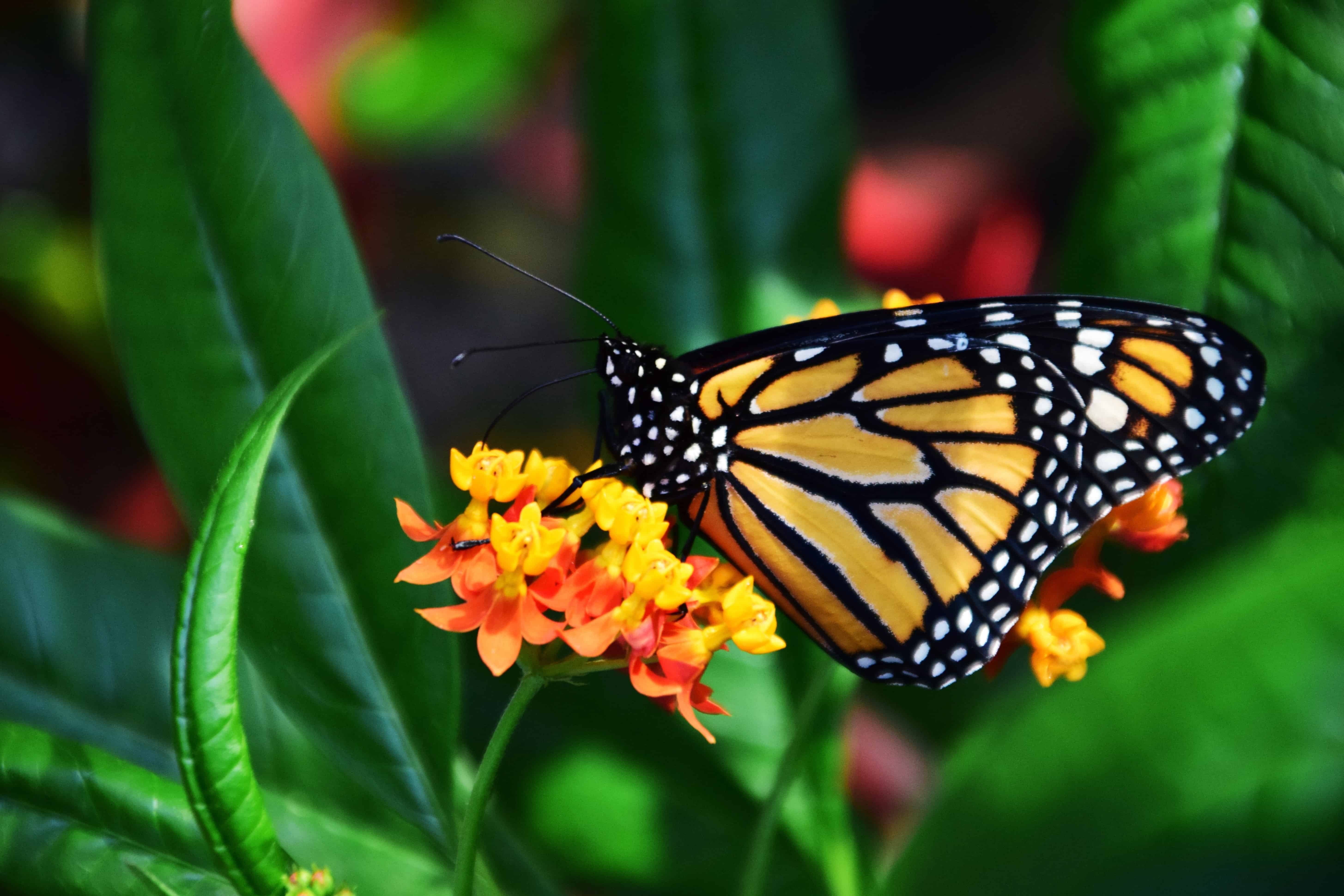 Foto gratis: giardino, insetti, flora, natura, farfalla ...