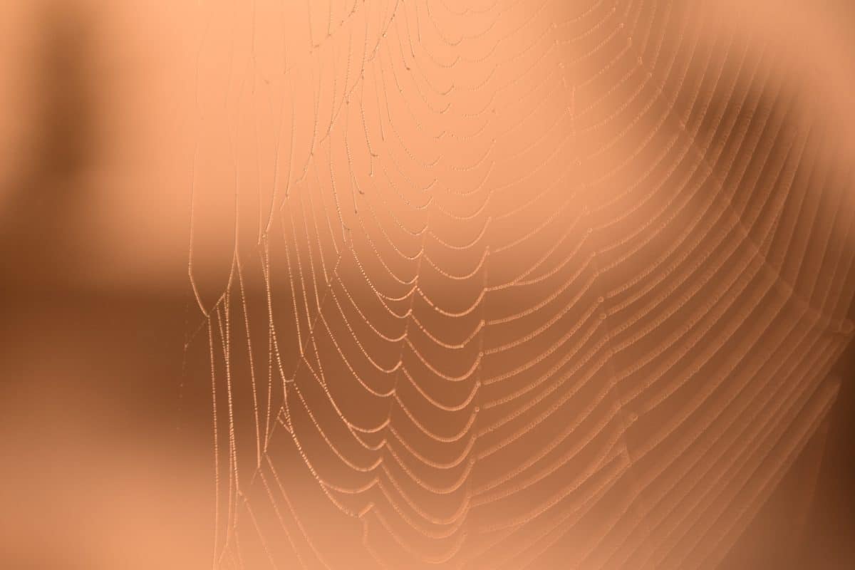 宏观, 细节, 户外, 棕色, 纹理, 蜘蛛, 蛛网, 陷阱