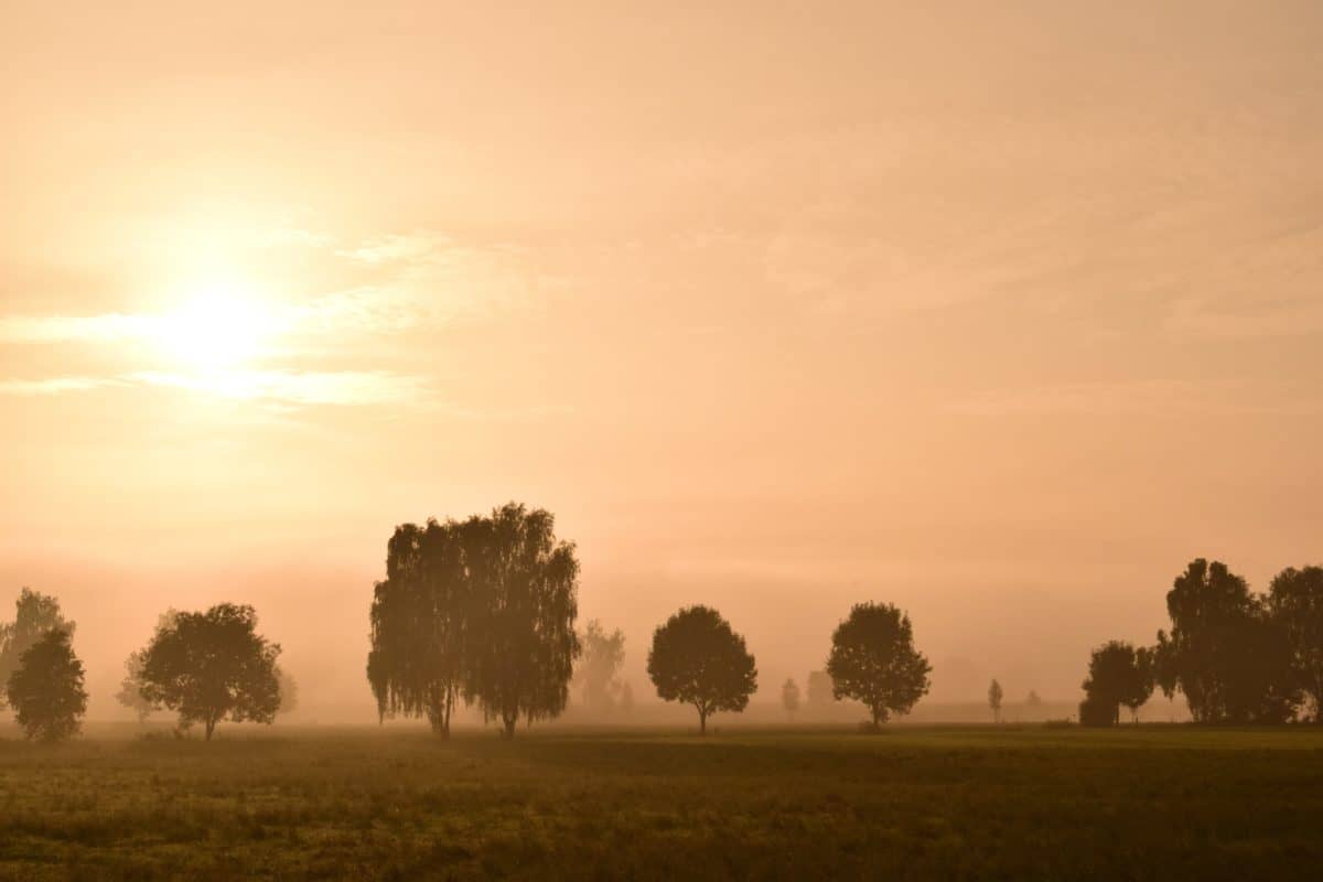 nature, tree, sun, fog, sunset, dawn, landscape, sky, atmosphere