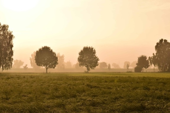 ηλιοβασίλεμα, δέντρο, αυγή, ομίχλη, ομίχλη, πεδίο, τοπίο, τοπίο