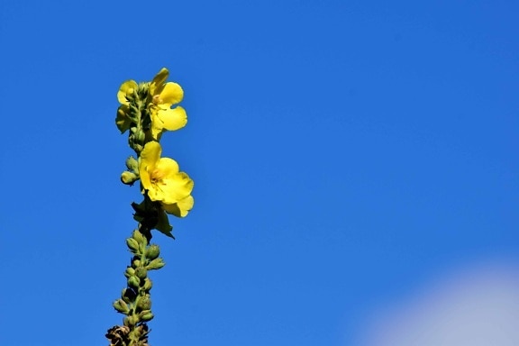 blue sky, wildflower, plant, yellow, green leaf