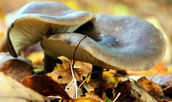 brown mushroom, nature, fungus, spore, ground