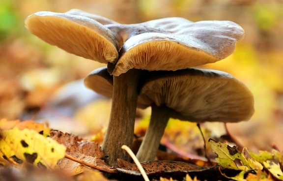 fungo, madeira, cogumelo, folha, natureza, ecologia, meio ambiente
