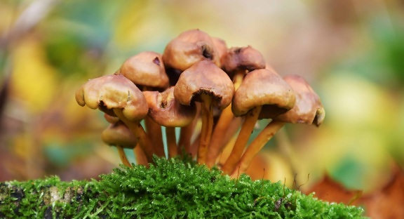 рослинна гриб Літо, деревини, гриб, природа