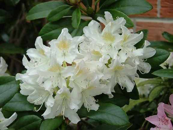 พืชสวน พืช ดอกไม้สีขาว ใบไม้เขียว กลีบ สวน ธรรมชาติ