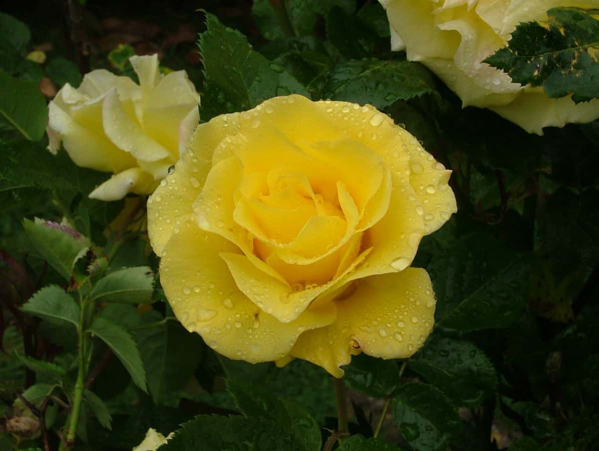 Rosa, dešťová kapka, žlutý květ, divoká růže, flóra, zahradnictví, petal, příroda, rostliny
