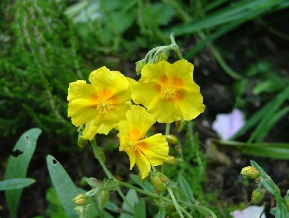 Κήπος, καλοκαίρι, φύλλα, κίτρινο λουλούδι, φύση, χλωρίδα, φυτό, βότανο