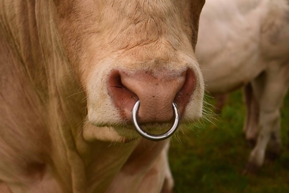 Корова, животное, кольцо, скот, трава, деталь, коричневый