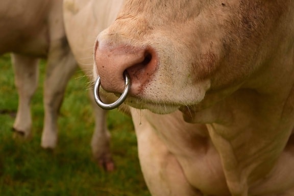 скот, трава, корова, животное, кольцо, нос