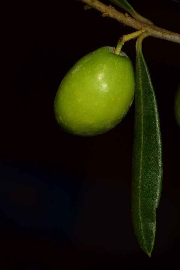 leaf, branch, olive, food, organic, night