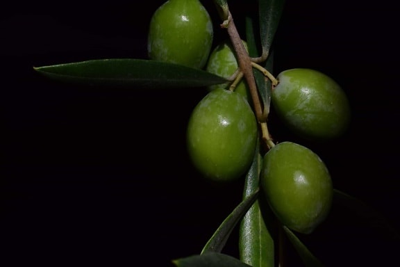 nature, nourriture, olive, feuille vert