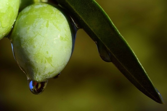 fruit, nature, food, leaf, branch, waterdrop, reflection