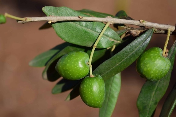 oliven, anlegg, frukt, gren, landbruk, krydder, mat, økologisk
