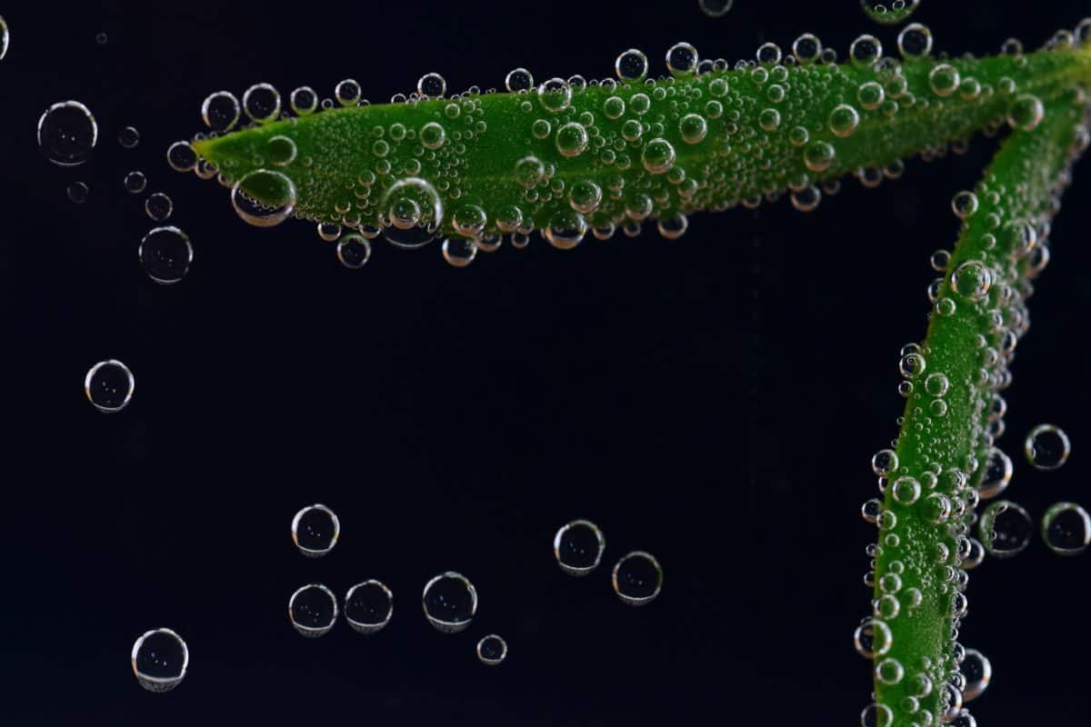 wet, underwater, darkness, bubble, liquid, droplet, dew, leaf