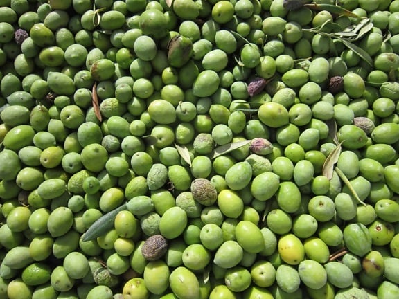 oliven, anlegg, krydder, grønn, mat, økologisk, landbruk