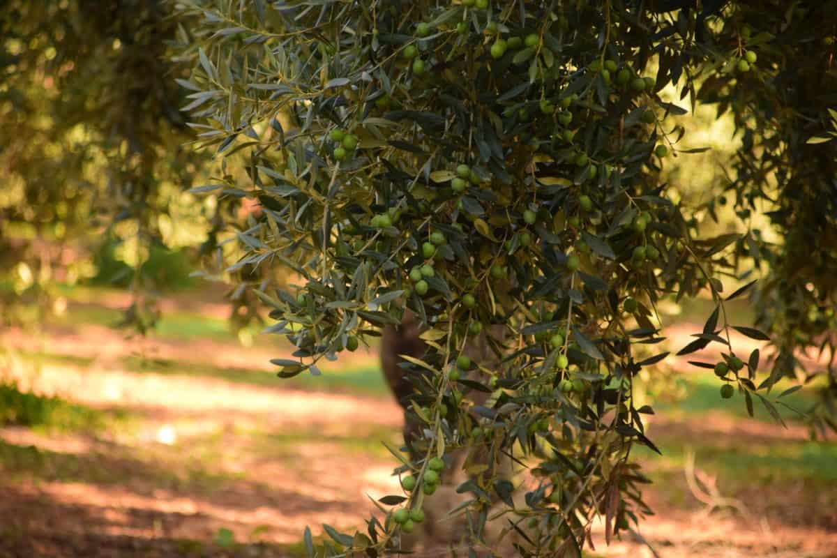 tree, wood, leaf, nature, plant, olive, outdoor, grass, orchard