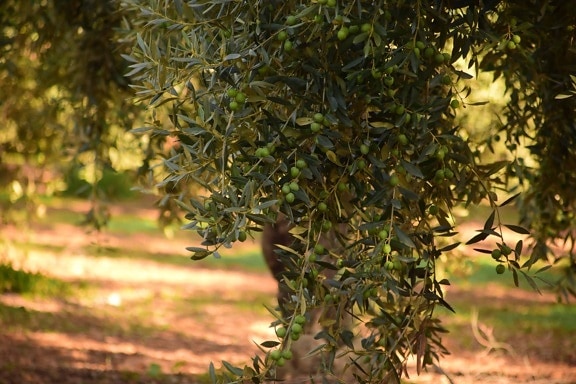 дерево дерева листя, природи, завод, оливкові, відкритий, трава, "сад"
