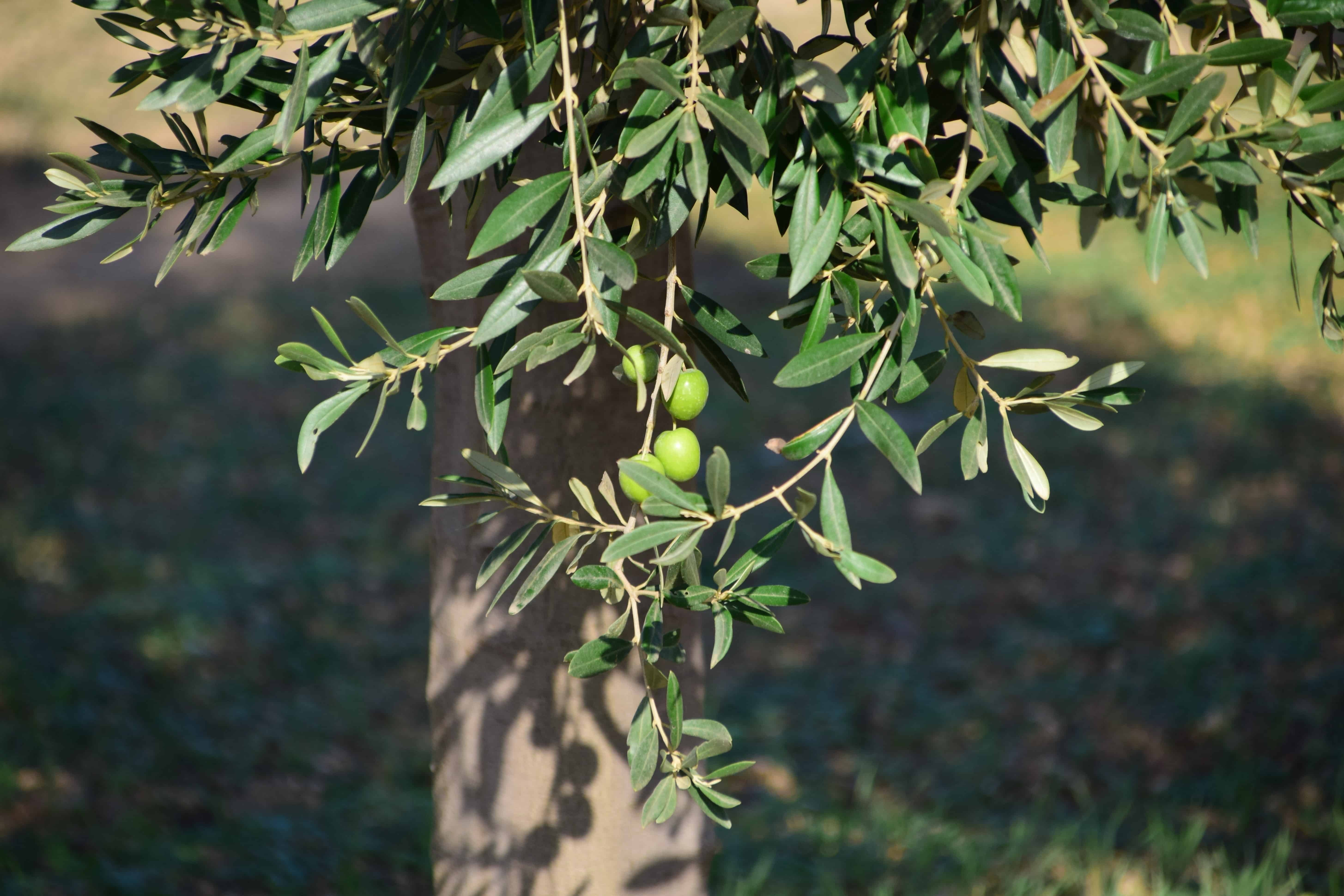 Оливковое дерево Лаперрина