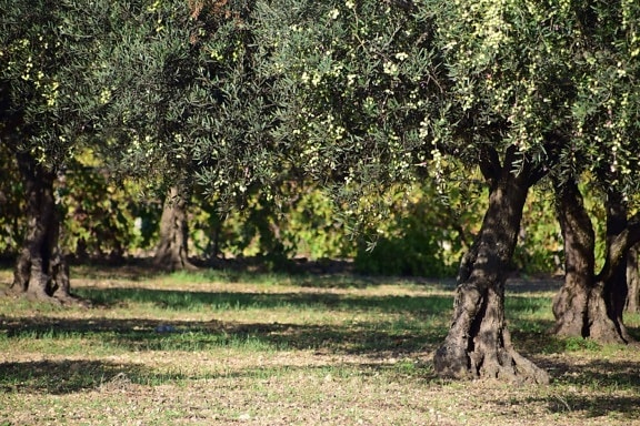 olive tree, orchard, leaf, tree, flora, nature, agriculture, branch, landscape