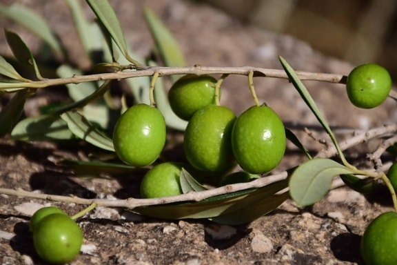 Olive-Frucht