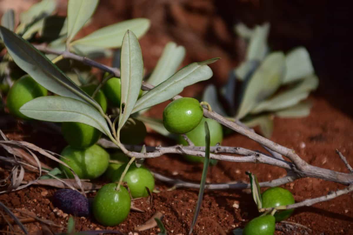 nature, leaf, food, olive fruit, tree