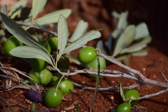 natur, blad, mad, oliven frugter, træ