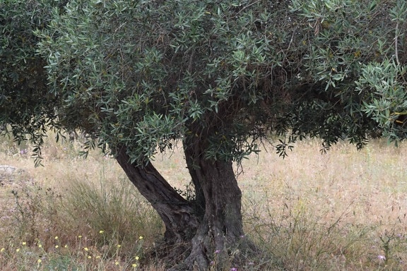 oliventre, orchard, flora, tree, blad, gress, natur, miljø, landskap