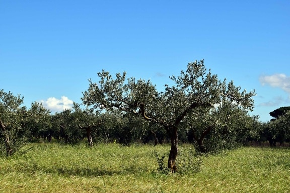 nature, olive tree, orchard, agriculture, field, grass, landscape