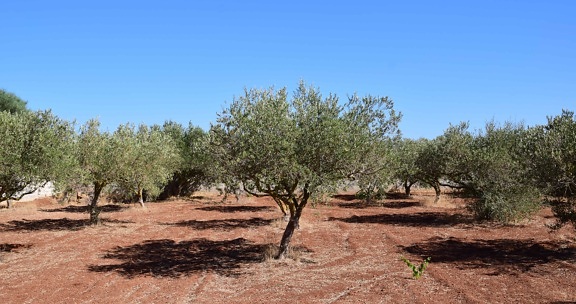 sky, agriculture, soil, landscape, nature, flora, olive tree, orchard