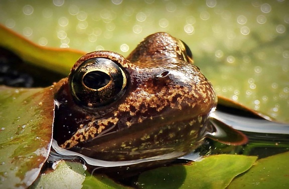 žaba, prirodu, biljni i životinjski svijet, vode, reptila, leafamphibian