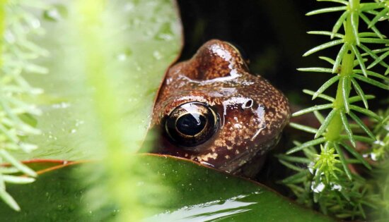frog, nature, green leaf, amphibian, eye, animal, wildlife