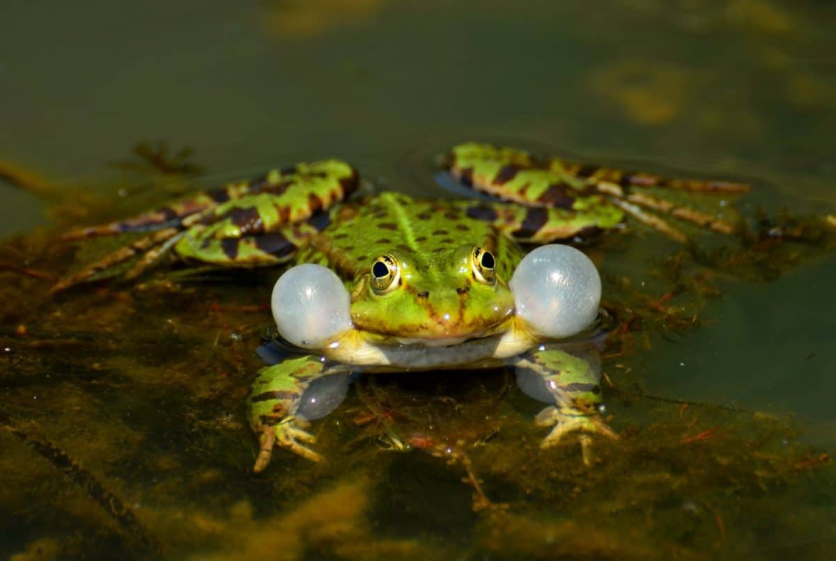 frog, nature, amphibian, water, wildlife, eye, animal