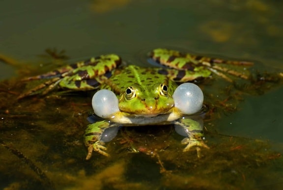 žaba, priroda, vodozemac, voda, biljni i životinjski svijet, oko, životinja