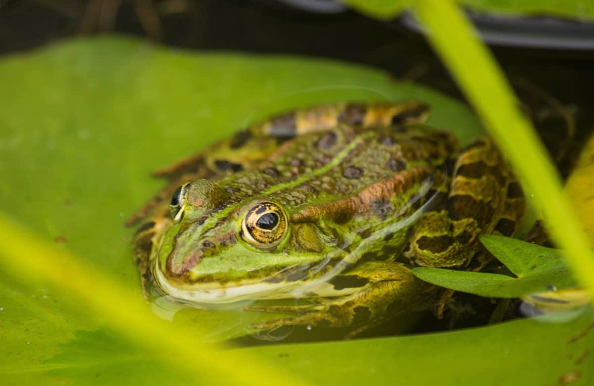 Природа дикої природи земноводні, жаба, ящірка, рептилій, очі, тварина, зеленого листя