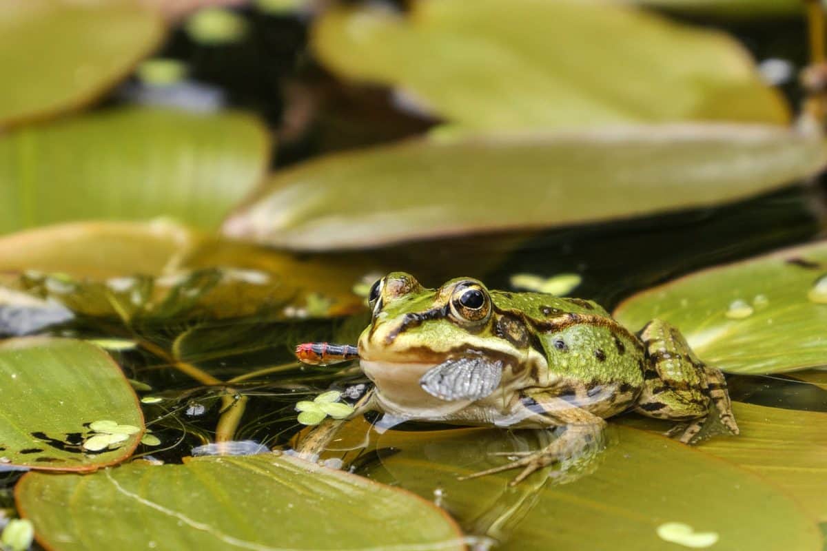 amphibian, frog, eye, wildlife, reptile, animal, green leaf, lotus